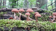 Laccaria bicolor