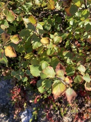 Betula pubescens pumila