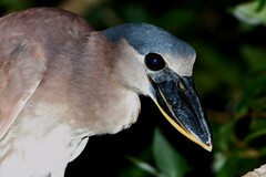 Cochlearius cochlearius