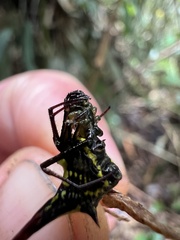 Micrathena