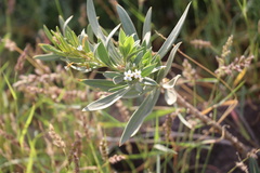 Rhazya stricta