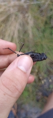 Psophus stridulus