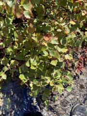 Betula pubescens pumila