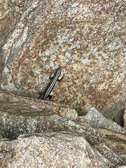 Plestiodon fasciatus