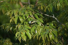 Stilpnia cyanicollis