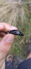 Psophus stridulus