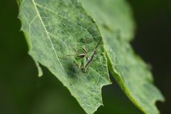 Sphenarium