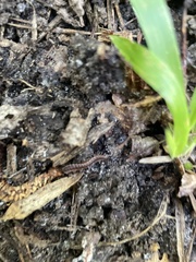 Pseudopolydesmus canadensis