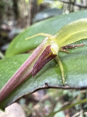 Pleurothallis