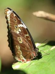 Morpho