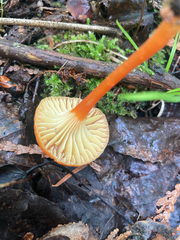 Hygrocybe cantharellus