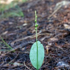 Malaxis macrostachya