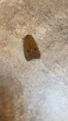 Phragmatobia fuliginosa