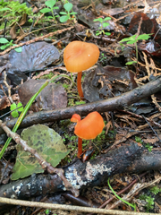 Hygrocybe cantharellus
