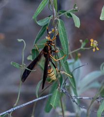Polistes comanchus