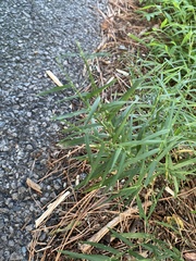 Muhlenbergia schreberi