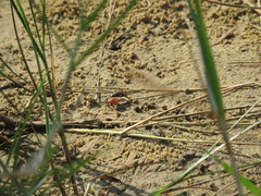 Leptuca uruguayensis
