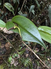 Pleurothallis