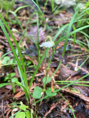 Moneses uniflora