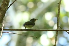 Ceratopipra rubrocapilla