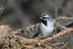 Amphispiza bilineata