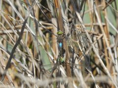 Anax parthenope