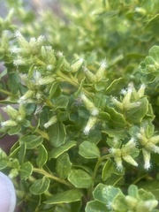 Baccharis pilularis pilularis