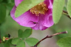 Misumena vatia