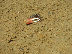 Leptuca uruguayensis