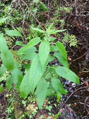 Urtica gracilis