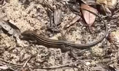 Aspidoscelis sexlineatus