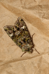 Ichneutica plena
