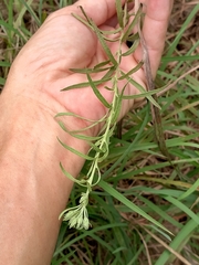 Eupatorium hyssopifolium