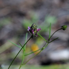 Dalea filiformis