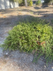 Baccharis pilularis pilularis