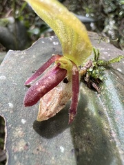 Pleurothallis
