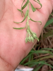 Eupatorium hyssopifolium