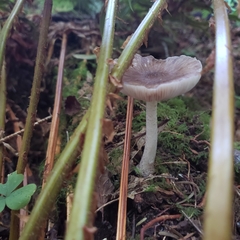 Collybiopsis villosipes