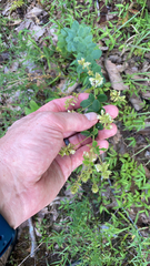 Lespedeza hirta