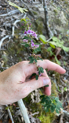 Lespedeza virginica