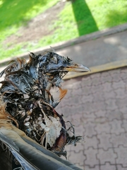 Turdus rufopalliatus