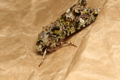 Ichneutica plena