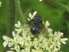 Epicampocera succincta