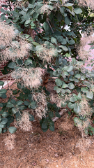 Cotinus coggygria
