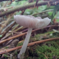 Collybiopsis villosipes