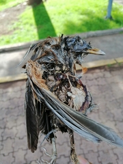 Turdus rufopalliatus