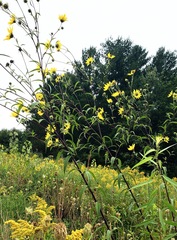 Helianthus grosseserratus