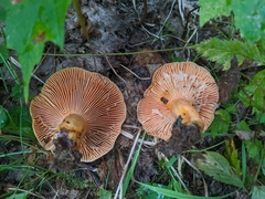 Lactarius