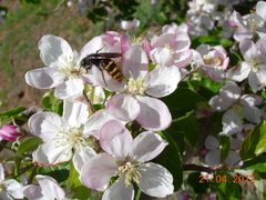 Dasyscolia ciliata