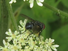 Epicampocera succincta